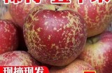 云南昭通糖心苹果主播推荐：甜蜜口感，健康选择，尽在直播间！