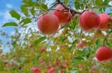 糖心主播最新高清真人照片分享，展现真实魅力和个人风采！