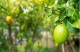 “软心糖主播：甜美直播间里的温暖陪伴与趣味互动”