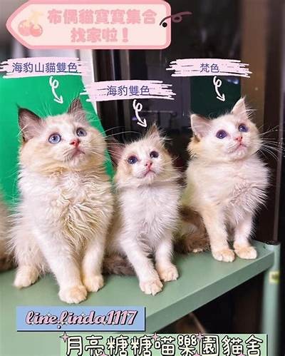 《可爱的熊猫直播主播糖心，带您探索趣味游戏世界》