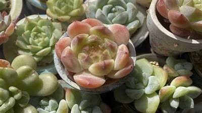 《探索糖心Vlog的魅力：艾小青的生活分享与美食推荐》