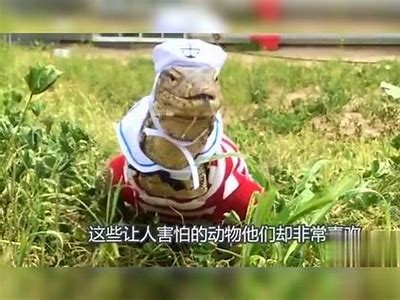 糖心主播推荐：那些魅力四射、风格各异的主播们，你最喜欢谁？