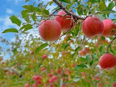 糖心主播最新高清真人照片分享，展现真实魅力和个人风采！
