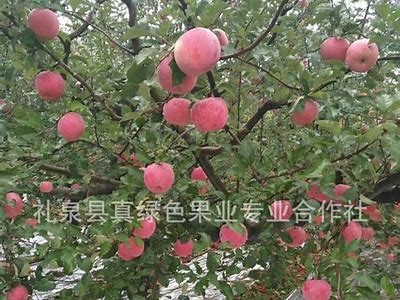 茂县优质糖心红富士苹果，直播带你体验美味新鲜！