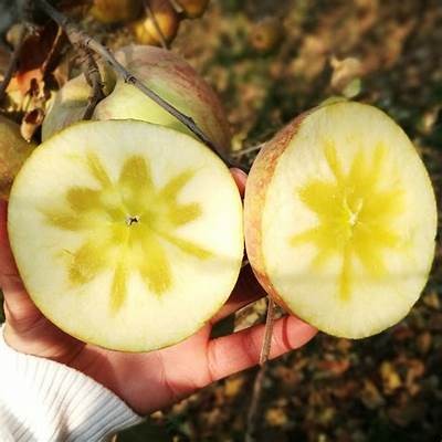 云南昭通糖心苹果主播推荐：甜蜜口感，健康选择，尽在直播间！