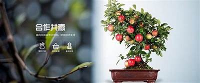 探索糖心vlog：分享生活点滴与独特视角的精彩之旅