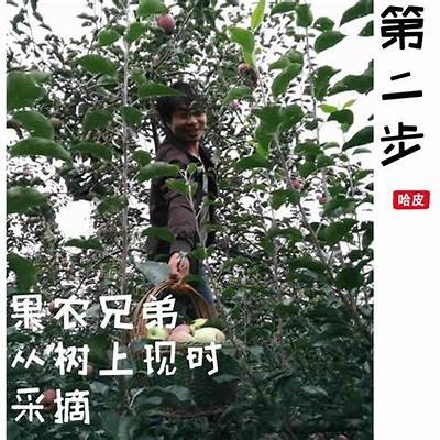 《主播售卖糖心苹果是否真实可信？探讨真相与评价》