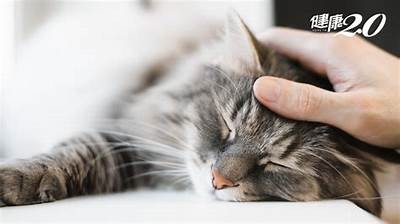 可爱的熊猫主播糖心，带你领略直播世界的魅力！