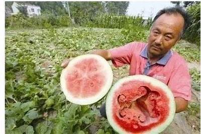 "探索西瓜视频中的糖心主播：精彩瞬间与精彩内容分享"